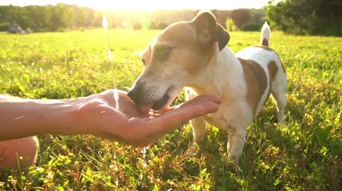 Dog drinking water slowmotion Vídeo Stock 64604385