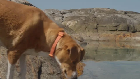 A dog drinking water from a tide pool among coastal rocks Stock Footage 342600550
