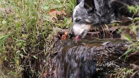 Dog drinking water from a tiny waterfall Stock Footage 99477383