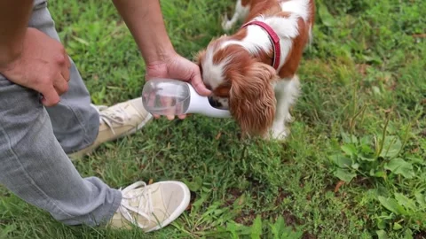 A dog drinks fresh water from a special water bottle outdoors during a walk with Stock Footage 314634456