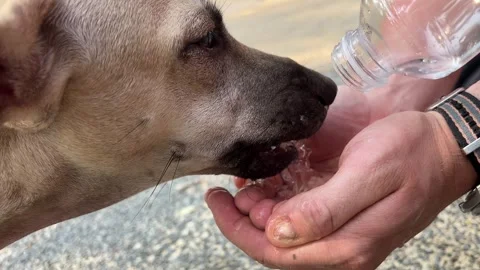 Dog drinks from mans hands feeding her dog water with bottle. Beautiful Stock Footage 316070799