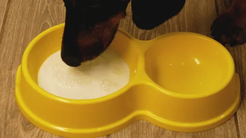 Dog drinks milk Stock Footage 148092414