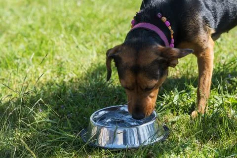 A dog drinks Stock Photos