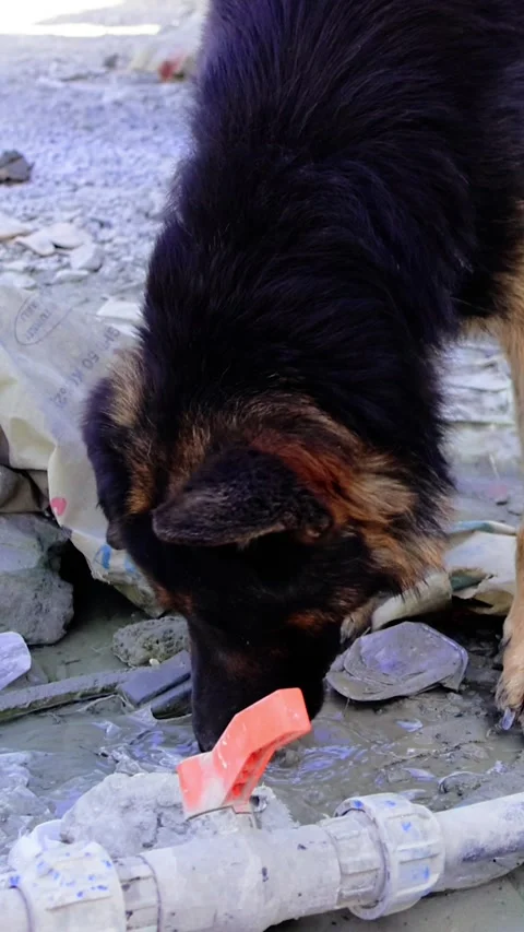 Dog drinks from puddle in sun-drenched Stock Video Pond5