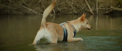 Dog Drinks from a River Stock Footage 133541013
