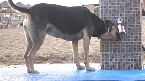 Dog drinks water on the beach Video stock 98131653