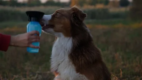 Dog drinks water in bottle after a walk in park. 库存影片 253071593