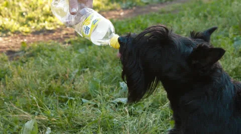 Dog drinks water from a bottle Stock Footage 25161218