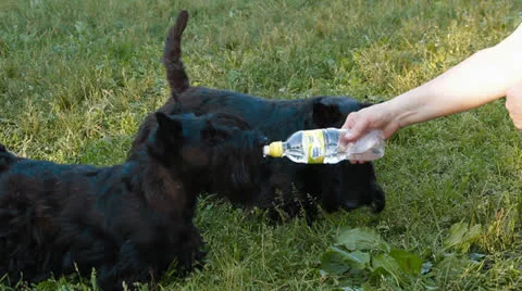 Dog drinks water from a bottle Stock Footage 25161336