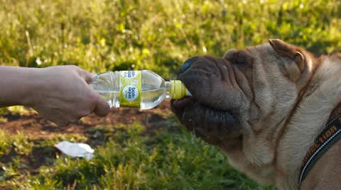 Dog drinks water from a bottle Stock Footage 25161491
