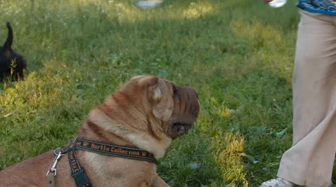 Dog drinks water from a bottle Stock Footage 25161657