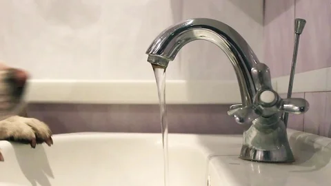The dog drinks water Stock Footage 70931902