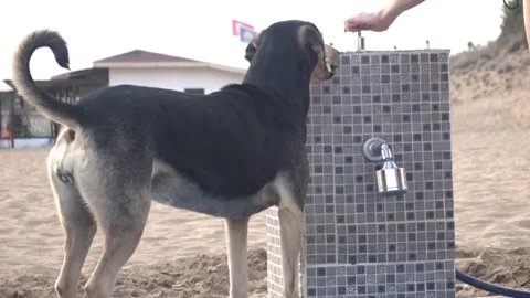 Dog drinks water Stock Footage 98131679