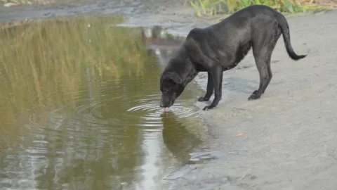 The dog drinks water Video stock 141374734