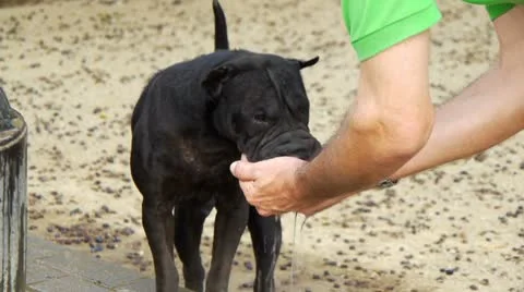 Dog drinks water from a hand Stock Footage 8876831
