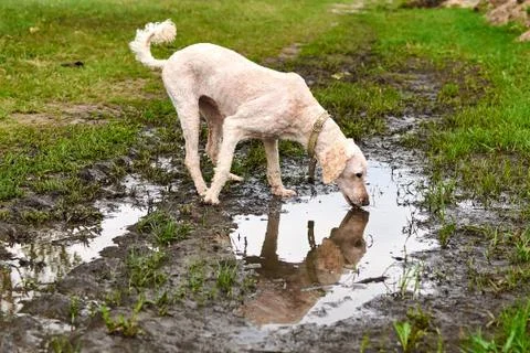 A dog drinks water from a puddle. Stock Photos