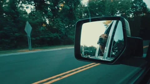Dog drive Stock Footage 198691557