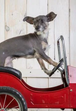 Dog driving a car Stock Photos