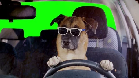 Chó lái xe ô tô màn hình xanh lá cây: Biến giấc mơ của bạn thành hiện thực với chó lái xe ô tô trong video màn hình xanh lá cây. Xem chú chó của bạn lái xe trên nền xanh đem lại cho bạn cảm giác vui nhộn và tuyệt vời. Hãy chuẩn bị cho những cảnh quay độc đáo và đầy thú vị.