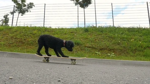 Dog is driving with skateboard, sequence, slow motion Stock-Footage 78730127