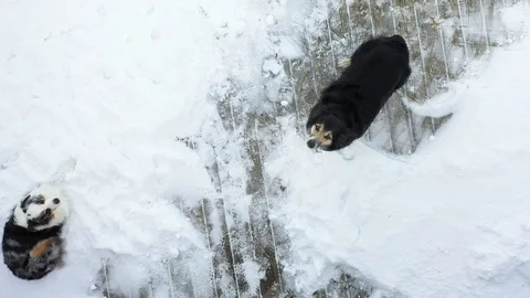 Dog drone Video stock 109552682