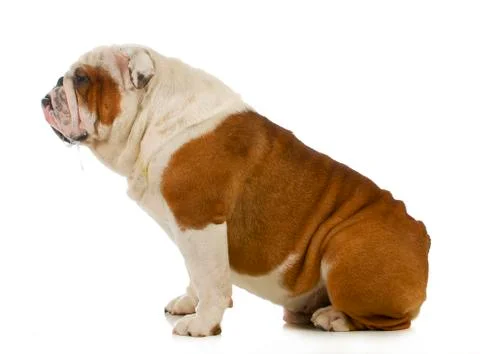 Dog drooling Stock Photos