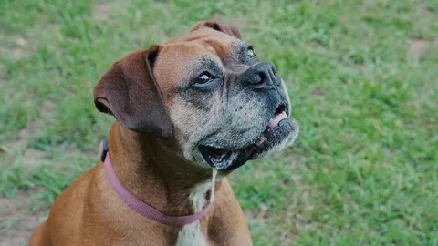 Dog Drooling Slow Motion Stock Footage 75584933