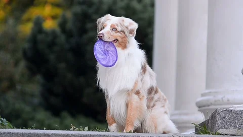 Dog is dropping the frisbee disk Stock Footage 91697797