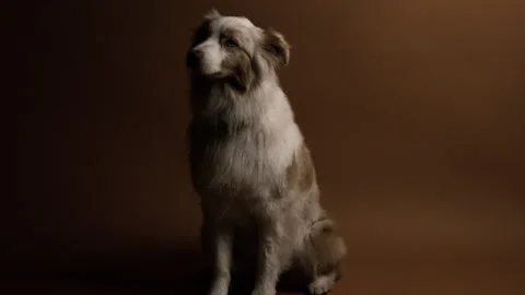 Dog Drops Their Ears Stock Footage 270408971