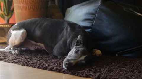 Dog drying him self by rubbing his skin on to the carpet. Stock Footage 112282001