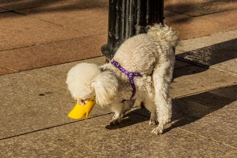 Dog with a duck beak shaped muzzle in the streets of Wuhan, China Foto stock