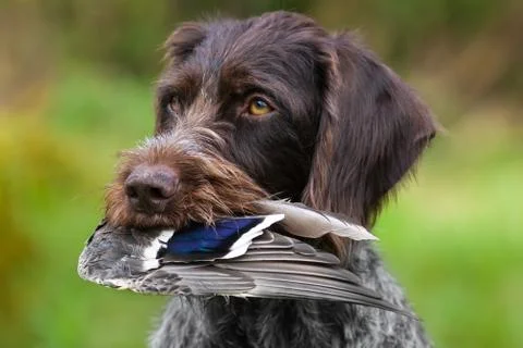 Dog with duck wing in teeth Stock Photos
