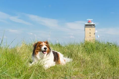 Dog in the dunes Stock Photos