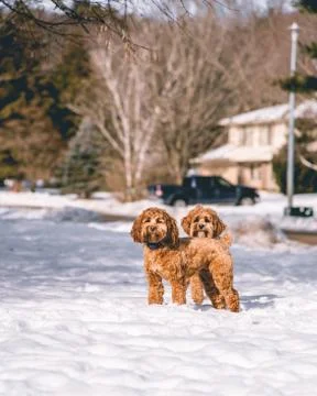Dog Duo Posing Stock Photos