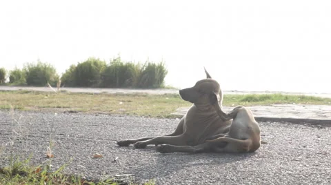 Dog Ear itching Stock Footage 45376703