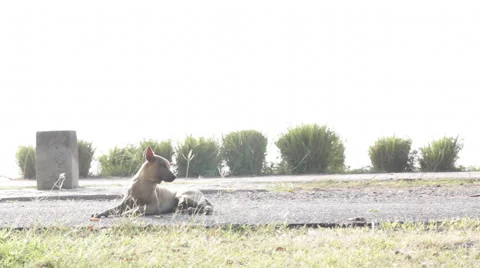Dog Ear itching Stock Footage 45385368