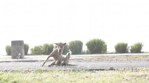 Dog Ear itching Stock Footage 45386591