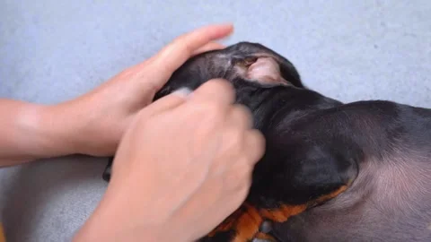 Dog ears are cleaned, wiped with cotton pad. Treatment of otitis in vet clinic Video stock 243692584