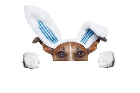 Dog easter bunny Stock Illustration