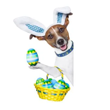 Dog easter bunny Stock Illustration