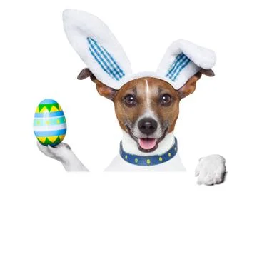 Dog easter bunny Stock Illustration