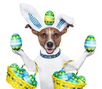 Dog easter bunny Stock Illustration