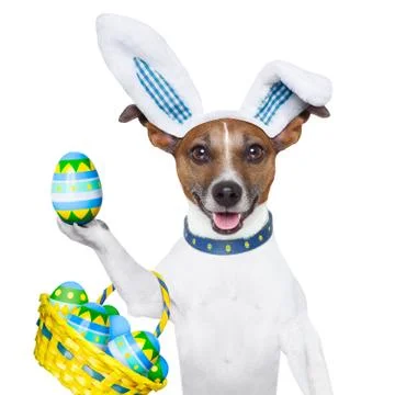 Dog easter bunny Foto stock
