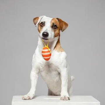 Dog with Easter egg Stock Photos