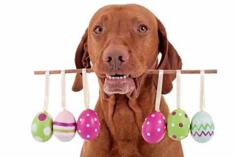 Dog with easter eggs Stock Photos