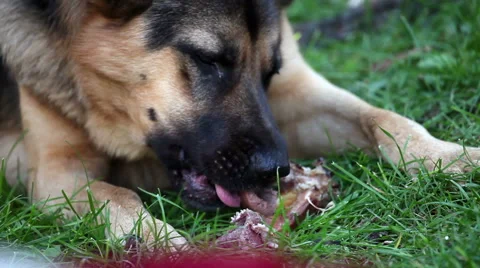 Dog eat bone Stockbeeldmateriaal 43721277