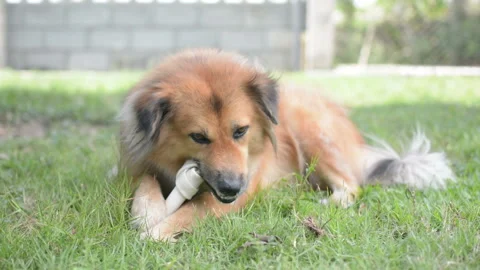 Dog eat bone on meadow.  bone made from dried cow leather Stock Footage 202086305