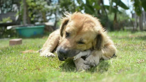 Dog eat bone on meadow.  bone made from dried cow leather Stock Footage 202086306