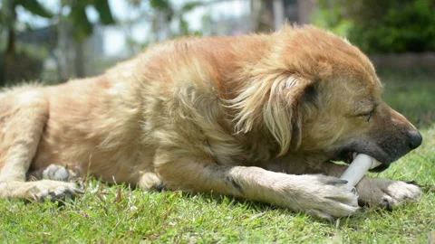 Dog eat bone on meadow.  bone made from dried cow leather Stock Footage 202086312