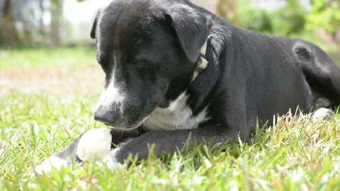 Dog eat bone on meadow.  bone made from dried cow leather Stock Footage 202086313